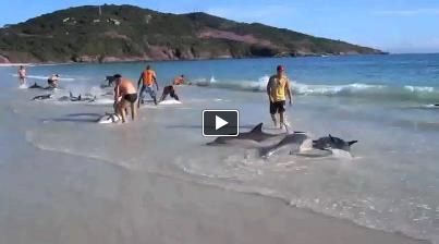 Giải cứu cá heo ở vùng biển Brazil