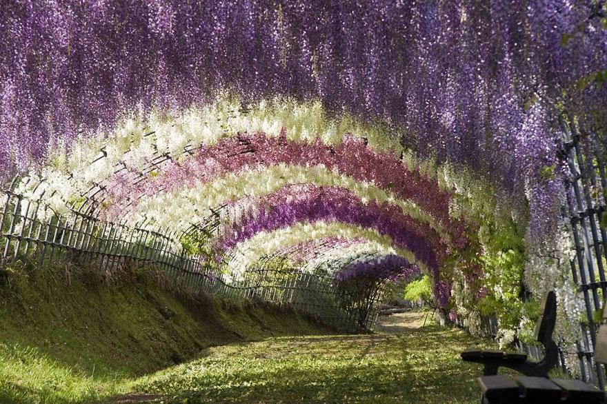 Đường hầm hoa Uwisteria, Nhật bản