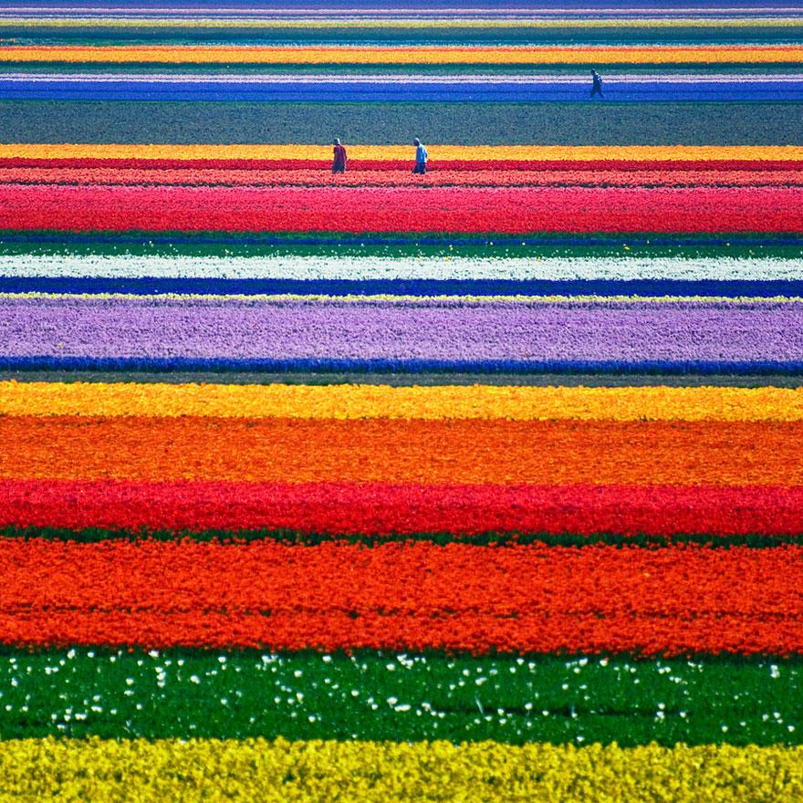 Cánh đồng hoa tulip, Hà Lan