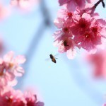 Ngắm hoa anh đào Nhật Bản giữa lòng thủ đô 