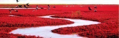 Biển đỏ, Panjin, Trung Quốc